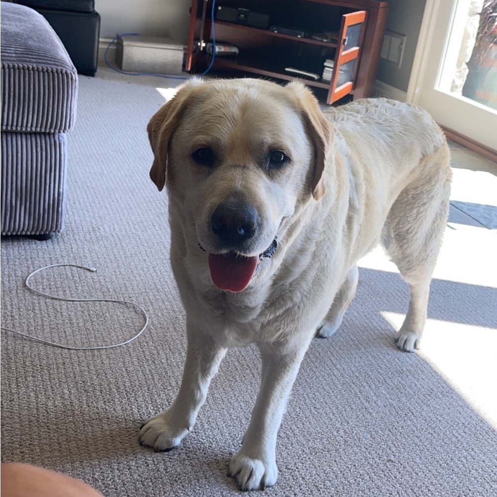 Meet your Posher, Amy